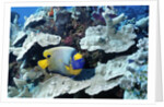 Yellow-Mask Angelfish by Anonymous