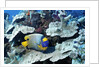Yellow-Mask Angelfish by Anonymous