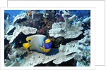 Yellow-Mask Angelfish by Anonymous