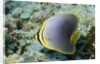 Triangular Butterfly fish by Anonymous