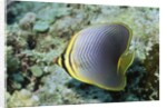 Triangular Butterfly fish by Anonymous