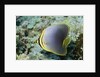 Triangular Butterfly fish by Anonymous