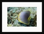 Triangular Butterfly fish by Anonymous