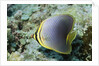 Triangular Butterfly fish by Anonymous