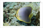 Triangular Butterfly fish by Anonymous