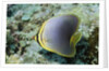 Triangular Butterfly fish by Anonymous