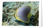 Triangular Butterfly fish by Anonymous