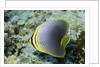Triangular Butterfly fish by Anonymous