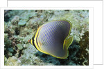 Triangular Butterfly fish by Anonymous