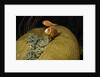 Pink Anemonefish in Magnificant Sea Anemone by Anonymous