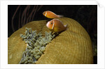 Pink Anemonefish in Magnificant Sea Anemone by Anonymous