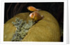 Pink Anemonefish in Magnificant Sea Anemone by Anonymous
