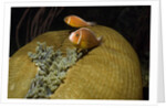 Pink Anemonefish in Magnificant Sea Anemone by Anonymous