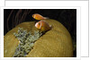Pink Anemonefish in Magnificant Sea Anemone by Anonymous