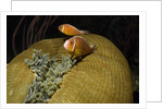 Pink Anemonefish in Magnificant Sea Anemone by Anonymous