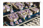 Lavender for sale, Nice, France by Anonymous