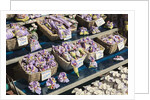 Lavender for sale, Nice, France by Anonymous
