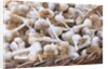 Garlic for sale by Anonymous