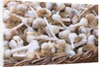 Garlic for sale by Anonymous