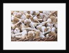 Garlic for sale by Anonymous