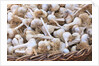 Garlic for sale by Anonymous