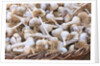 Garlic for sale by Anonymous