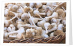 Garlic for sale by Anonymous