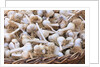 Garlic for sale by Anonymous