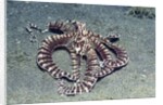 Mimic Octopus by Anonymous