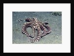 Mimic Octopus by Anonymous