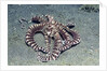 Mimic Octopus by Anonymous