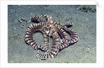 Mimic Octopus by Anonymous