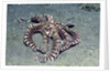 Mimic Octopus by Anonymous