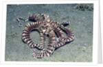Mimic Octopus by Anonymous