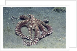 Mimic Octopus by Anonymous