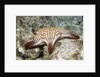 Spotted Sharpnose Puffer by Anonymous