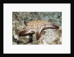 Spotted Sharpnose Puffer by Anonymous