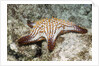 Spotted Sharpnose Puffer by Anonymous