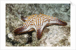 Spotted Sharpnose Puffer by Anonymous