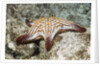 Spotted Sharpnose Puffer by Anonymous