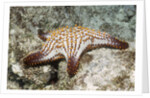 Spotted Sharpnose Puffer by Anonymous