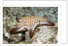 Spotted Sharpnose Puffer by Anonymous
