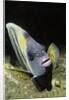 Cortez Angelfish by Anonymous