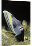 Cortez Angelfish by Anonymous