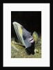 Cortez Angelfish by Anonymous