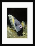Cortez Angelfish by Anonymous
