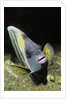 Cortez Angelfish by Anonymous