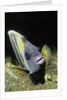 Cortez Angelfish by Anonymous