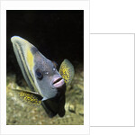 Cortez Angelfish by Anonymous