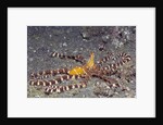 Wunderpuss Octopus by Anonymous